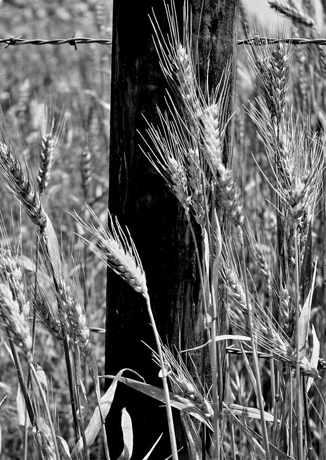 Wheat and Fence Post Photograph by Ellen Tully