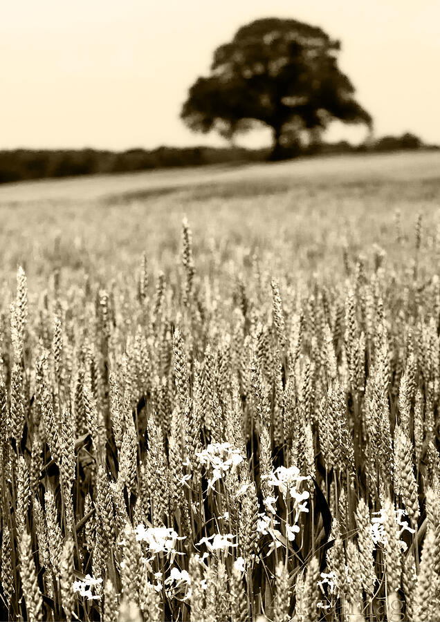 Wheat and the Tree Photograph by TruImages Photography