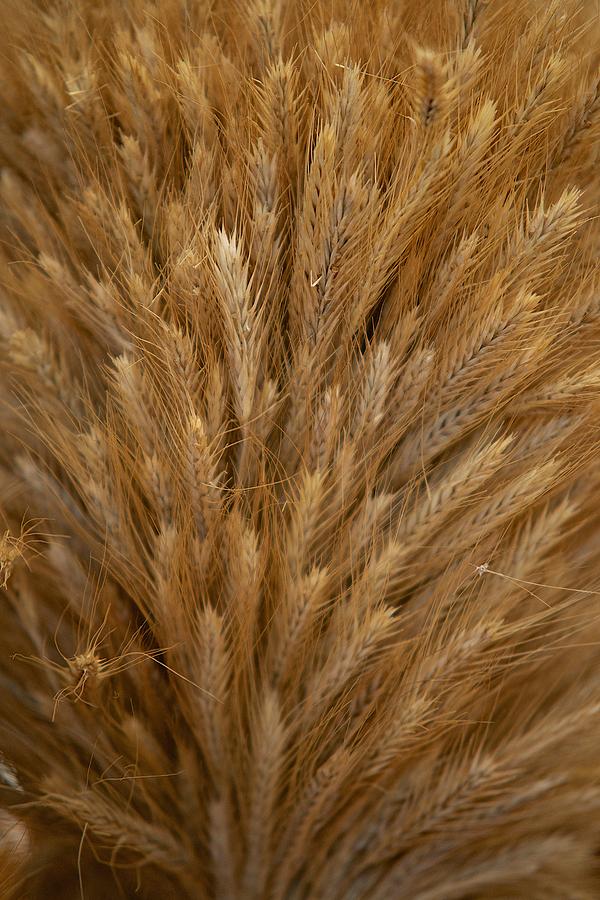 Wheat Photograph by Prince Andre Faubert