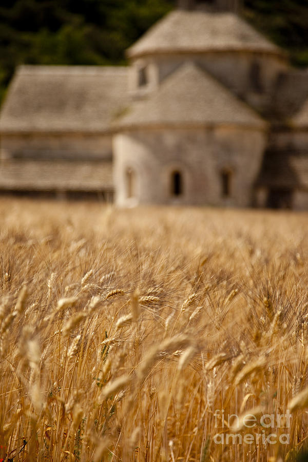 Wheat at the Abbaye Photograph by Brian Jannsen