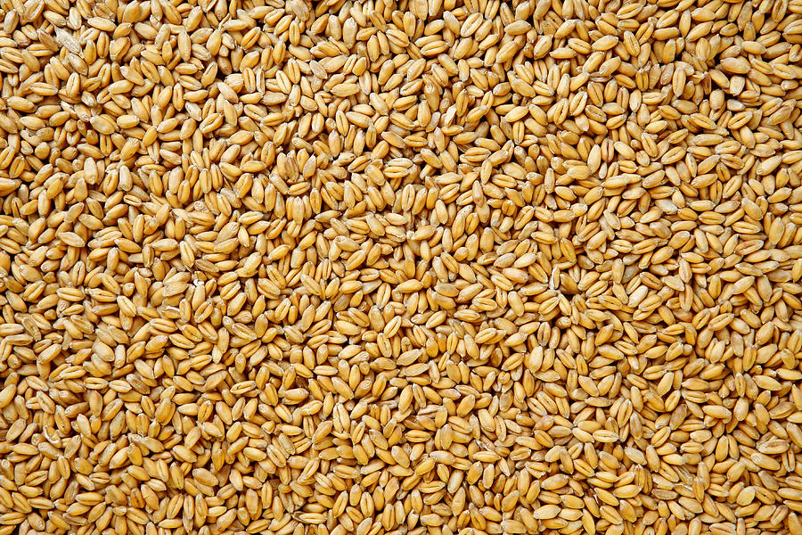 Wheat berries background. Photograph by Viorika