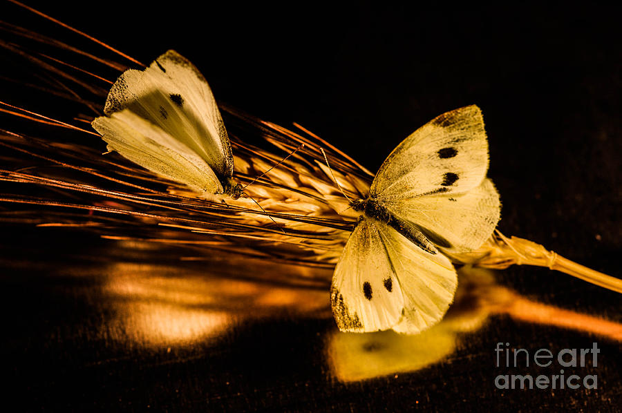 Wheat butterflys Photograph by Gerald Kloss