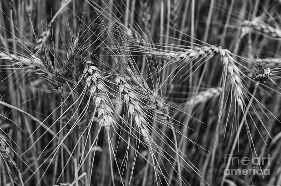 Wheat Cobs Photograph by Michelle Meenawong