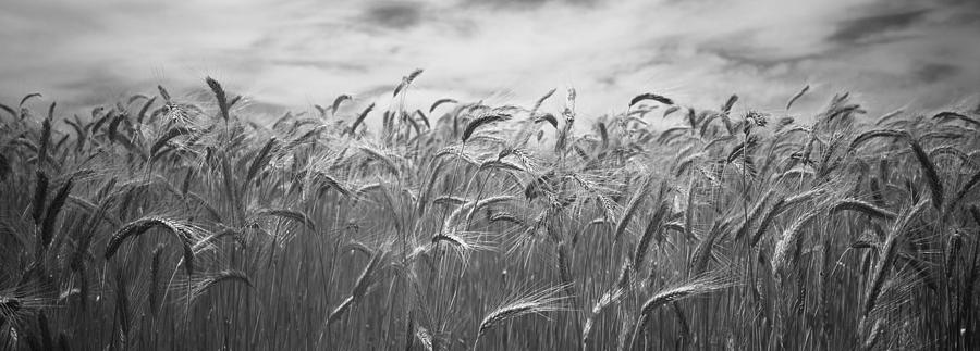 Wheat Crop Growing In A Field, Palouse Photograph by Panoramic Images