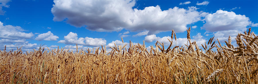 Nature Photograph - Wheat Crop Growing In A Field by Panoramic Images