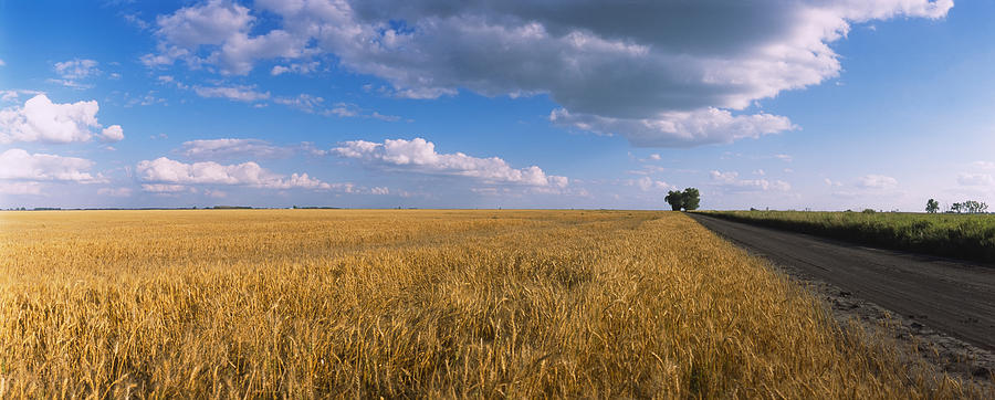 Wheat Crop In A Field, North Dakota, Usa Photograph by Panoramic Images