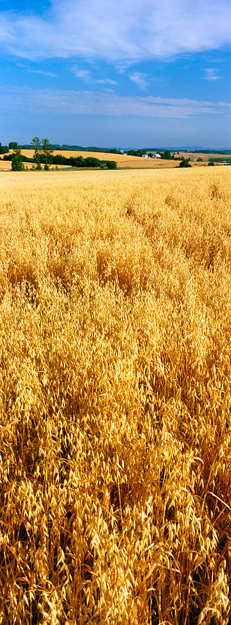 Nature Photograph - Wheat Crop In A Field, Willamette by Panoramic Images