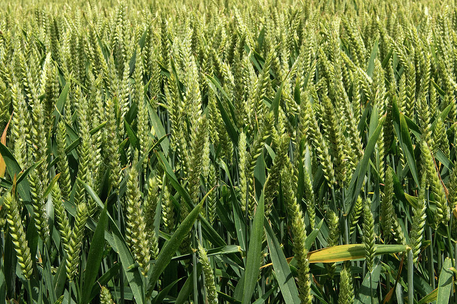 Wheat Crop In Ear Photograph by Nigel Cattlin