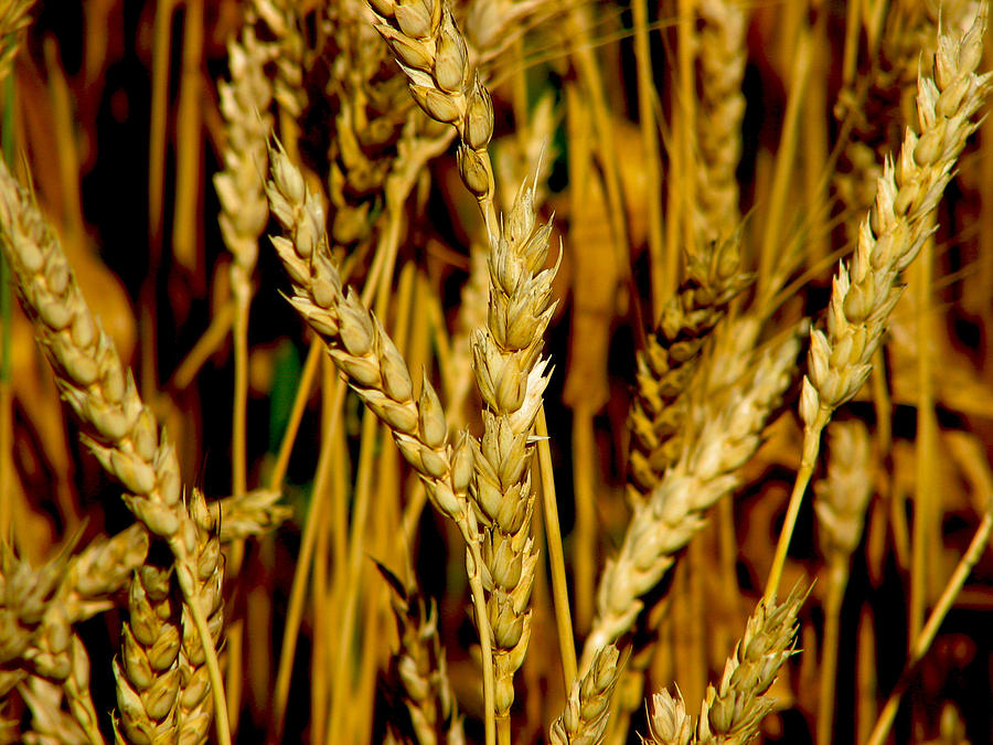 Wheat Photograph by David Matthews
