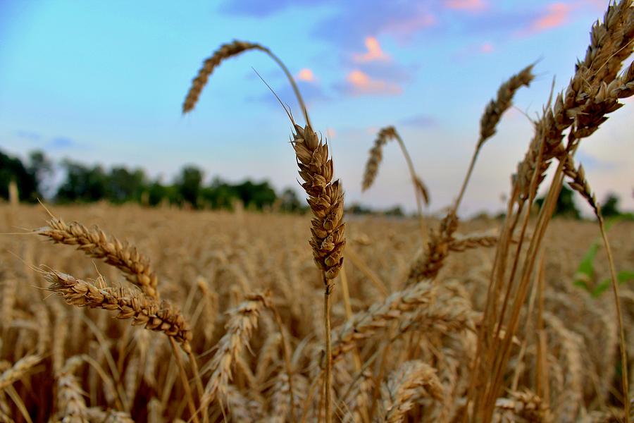Wheat Photograph by David Zarecor
