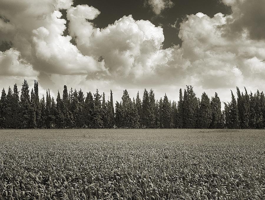 Wheat field and clouds Ver. 2 Photograph by Meir Ezrachi