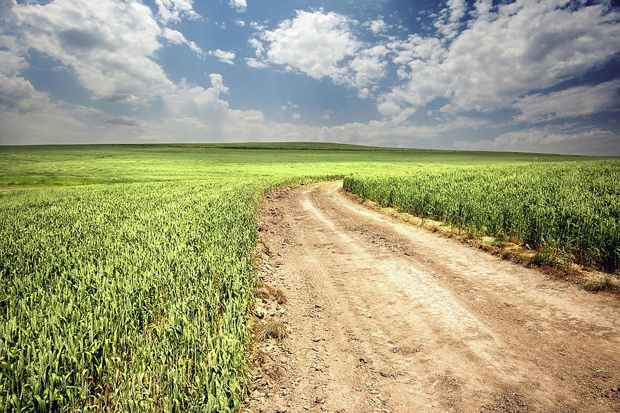 Wheat Field And Dirt Road Photograph by Fgorgun