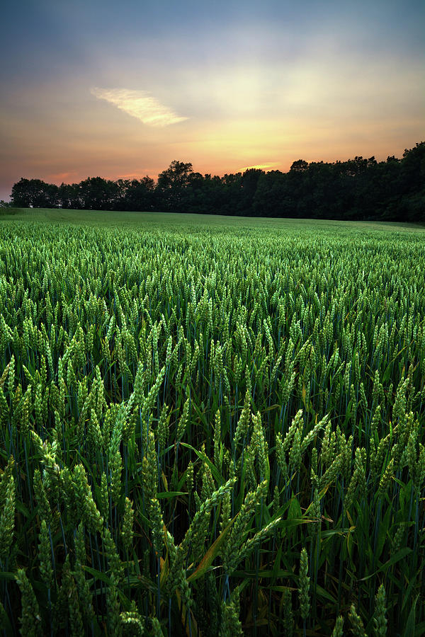 Wheat Field At Sunset Photograph by Thedman