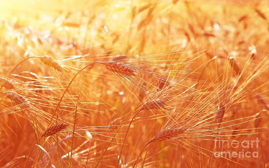 Wheat field background Photograph by Anna Om