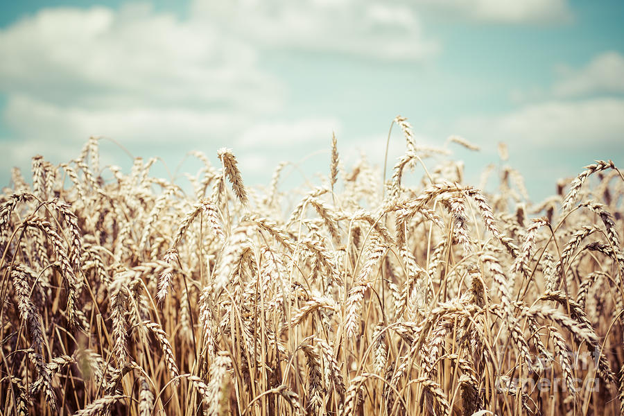 Wheat field Photograph by Cheryl Baxter