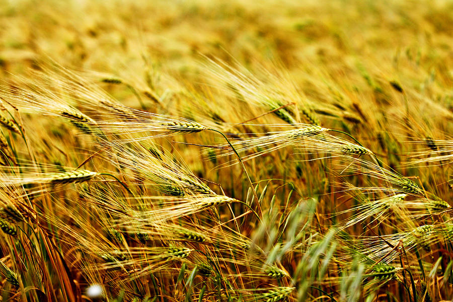 Wheat Field Photograph by Emilio Lopez