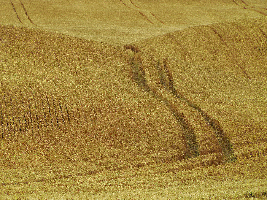 Wheat Field Photograph by Francois Dion Wheat Field Photograph by Francois Dion