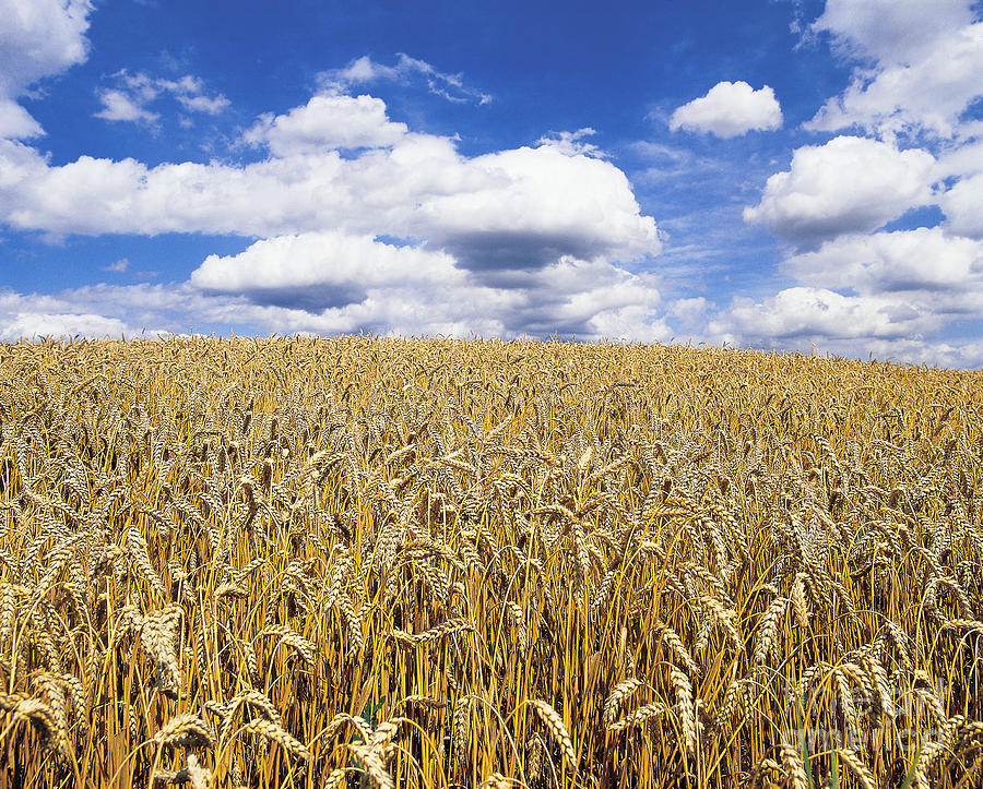 Wheat Field Photograph by Hans Reinhard
