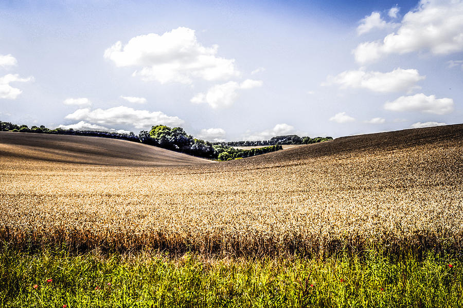 Wheat field in Summer Photograph by Chris Smith
