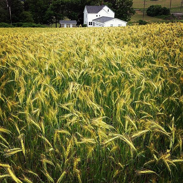 Wheat Field Photograph by Kim Szyszkiewicz