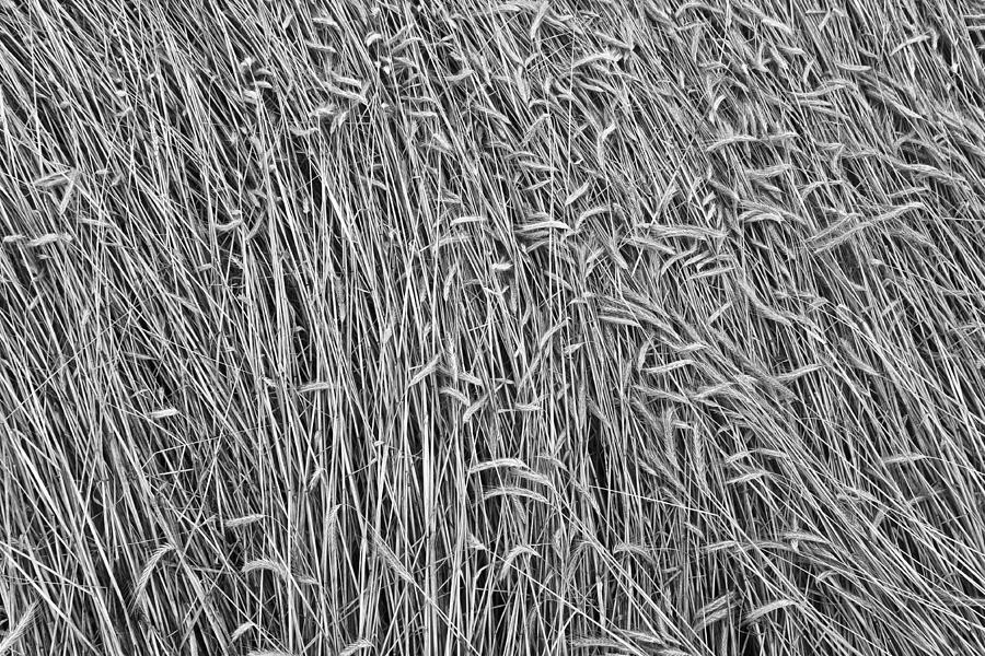 Black And White Photograph - Wheat Field by Milan Gonda