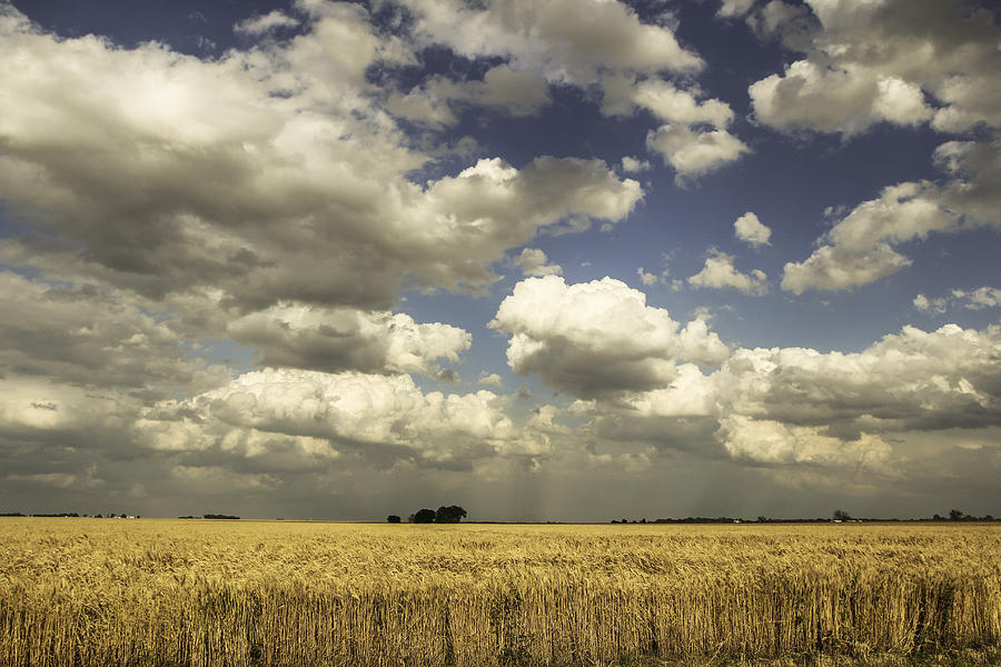 Wheat Field Rain Clouds by Chris Harris