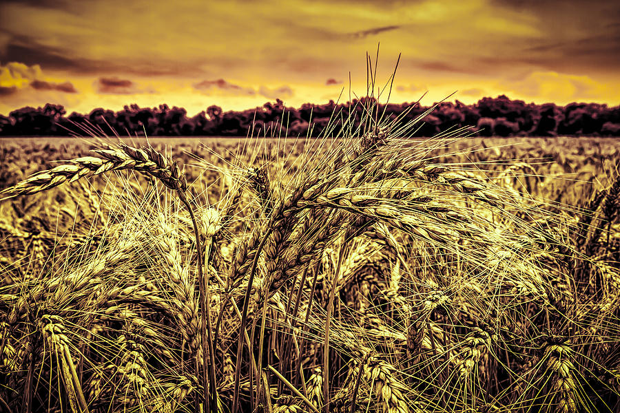 Wheat Field Photograph by Ron Pate