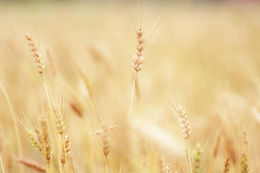 Wheat Field Photograph by Samyaoo