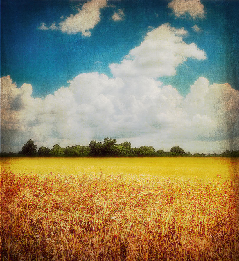 Wheat Field textured photo art Photograph by Ann Powell