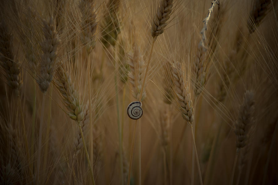 Wheat Field With A Snail Photograph by By Ana Gassent