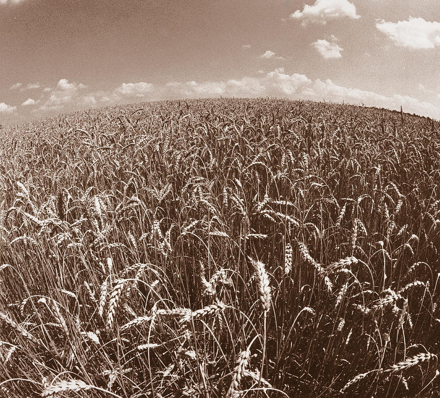 Wheat Fields Forever Photograph by Steven Huszar