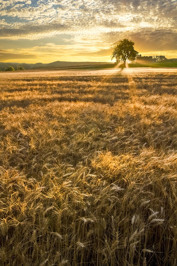 Vincent Van Gogh Photograph - Wheat Fields of Switzerland by Debra and Dave Vanderlaan