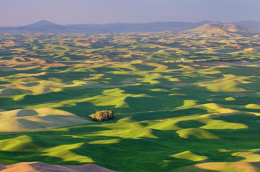 Wheat Fields Palouse Washington by Alan Majchrowicz