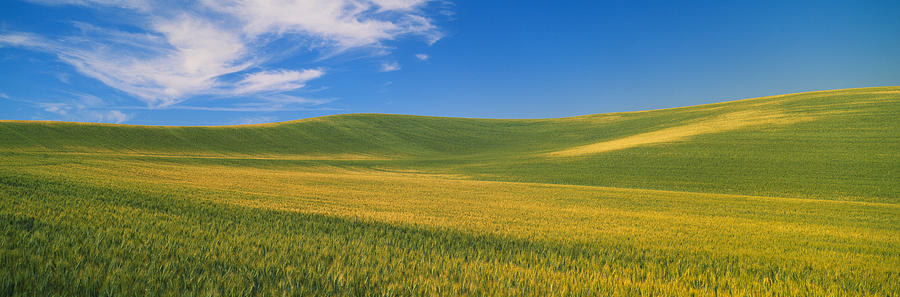Nature Photograph - Wheat Fields, S.e. Washington by Panoramic Images