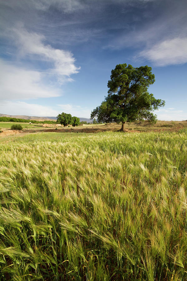 Wheat Fields Photograph by Zedamnabil Photography