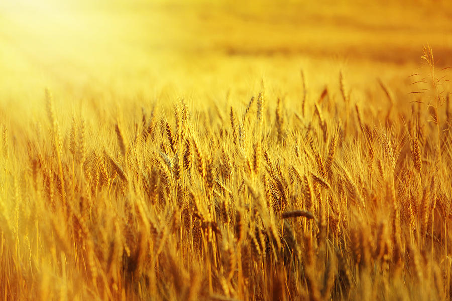 Wheat Filed At Sunset Photograph by Stock_colors