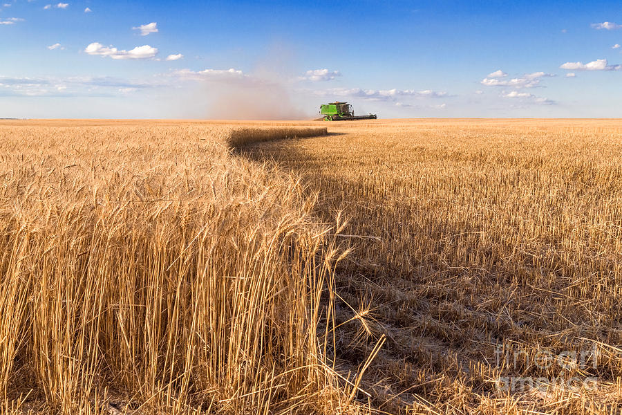 Kansas Landscape Photograph - Wheat Harvest by Jill Van Doren Rolo