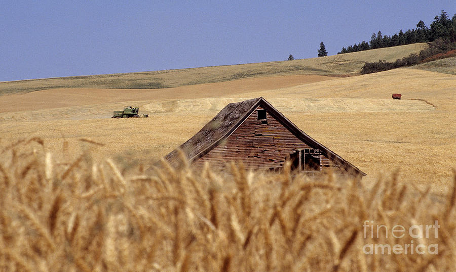 Wheat Harvest Photograph by Sharon Elliott