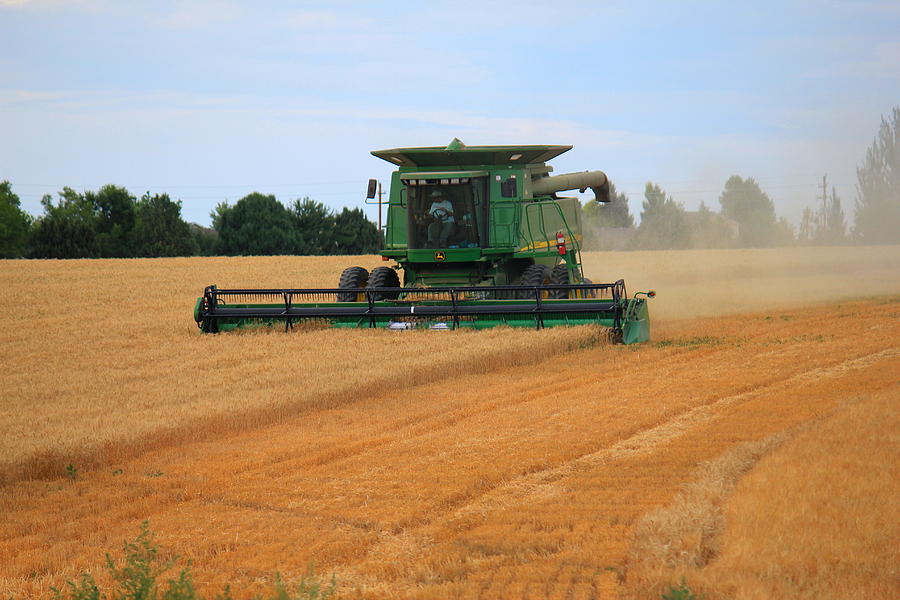 Wheat Harvest Photograph by Trent Mallett