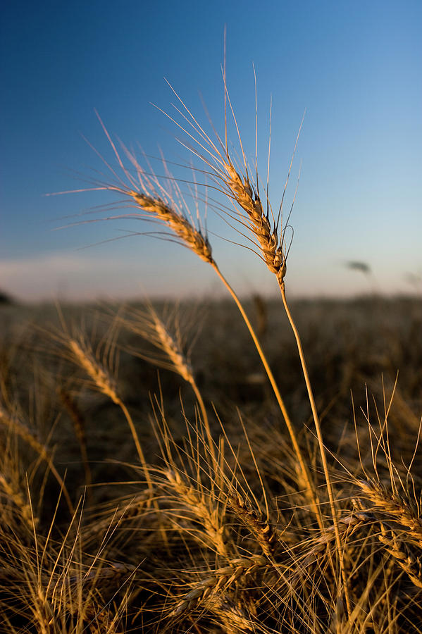 Wheat Heads Stick Out Against Blue Sky Photograph by Scott Dickerson Wheat Heads Stick Out Against Blue Sky Photograph by Scott Dickerson