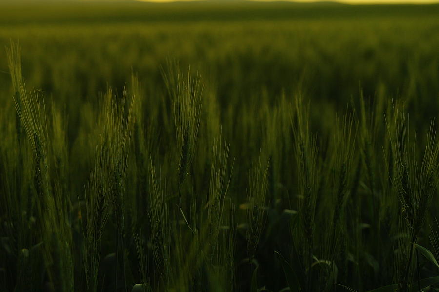 Wheat In The Morning Photograph by Jeff Swan - Fine Art America