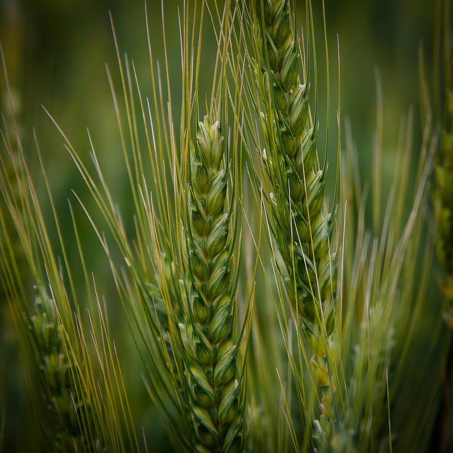 Wheat in the Palouse Photograph by David Patterson