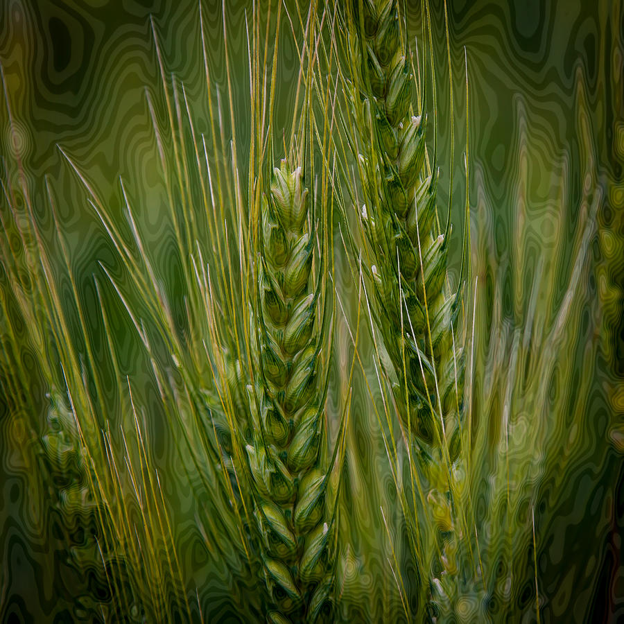 Wheat In The Palouse II Photograph