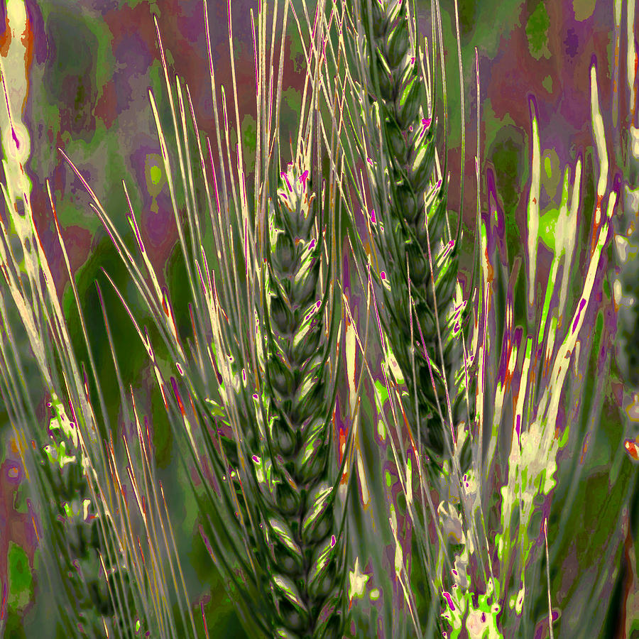 Wheat In The Palouse IIi Photograph