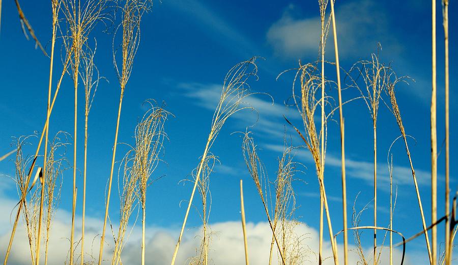 Nature Photograph - Wheat In The Sky by Cynthia Guinn