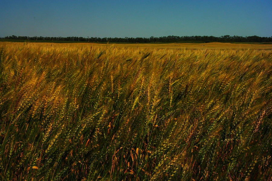 Wheat In The Wind Photograph