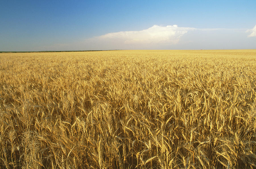Wheat Photograph by James Steinberg