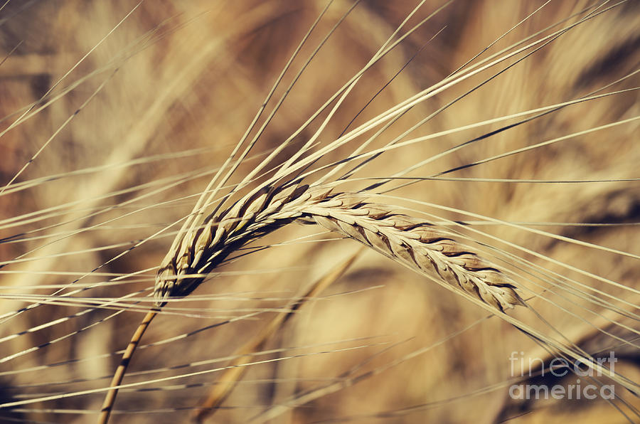 Wheat Photograph by Jelena Jovanovic