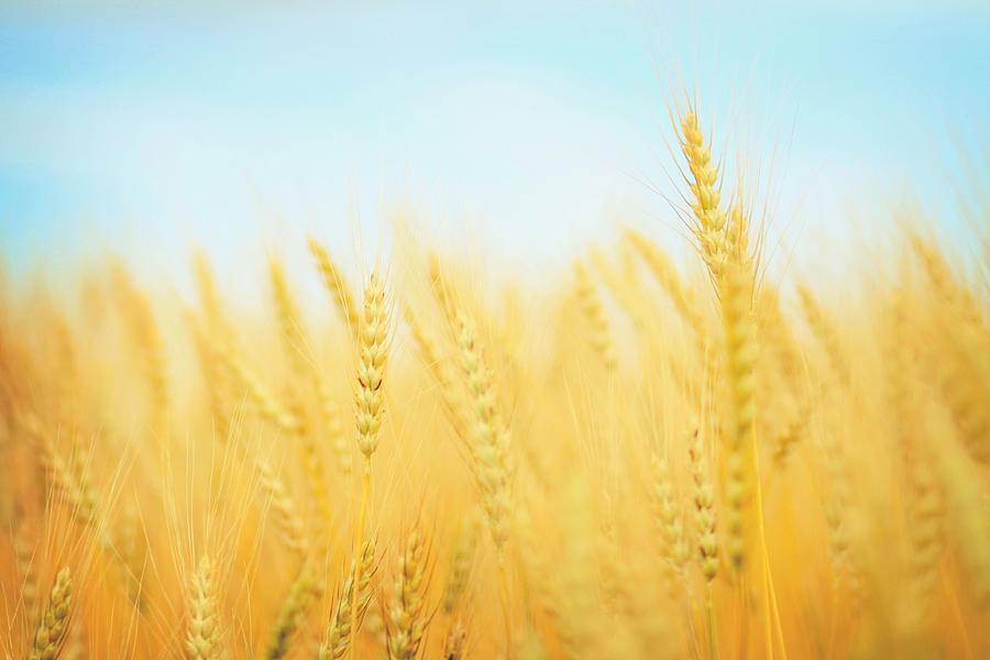 Wheat Photograph - Wheat Land by Stacey Koerwitz