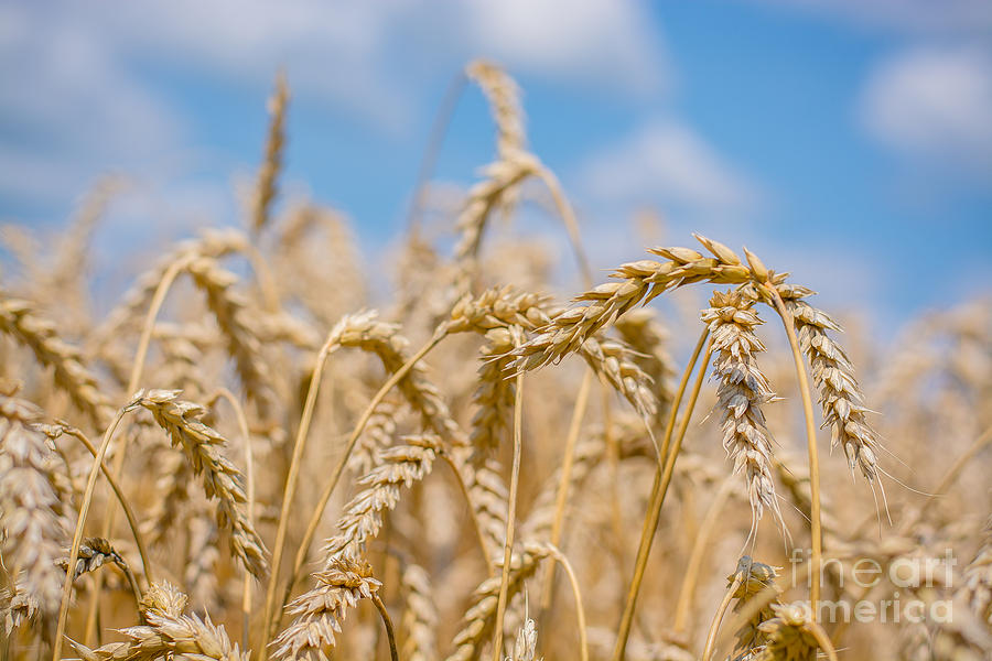 Wheat Landscape Photograph by Cheryl Baxter